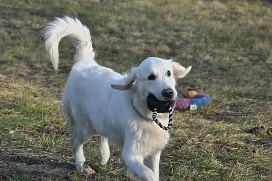 Golden Retriever - Donia do adopcji