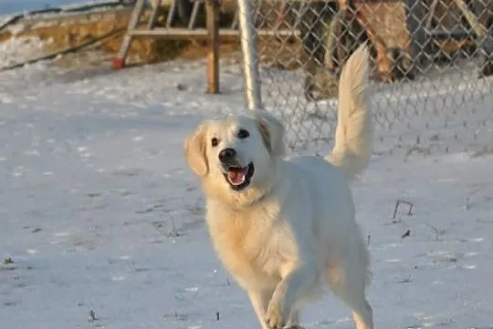 Golden Retriever - Donia do adopcji