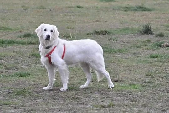 Golden Retriever - Donia do adopcji