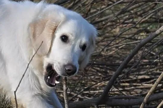 Golden Retriever - Donia do adopcji