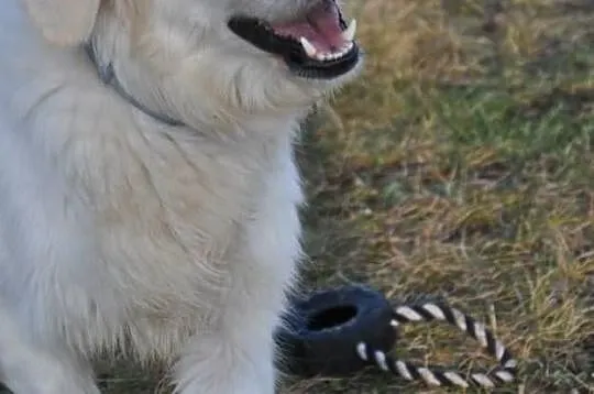 Golden Retriever - Donia do adopcji