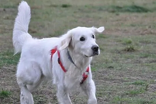 Golden Retriever - Donia do adopcji