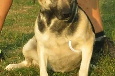 Bezkonfliktowa, delikatna Lucy, zrównoważona sunia