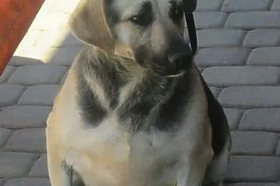 Bezkonfliktowa, delikatna Lucy, zrównoważona sunia