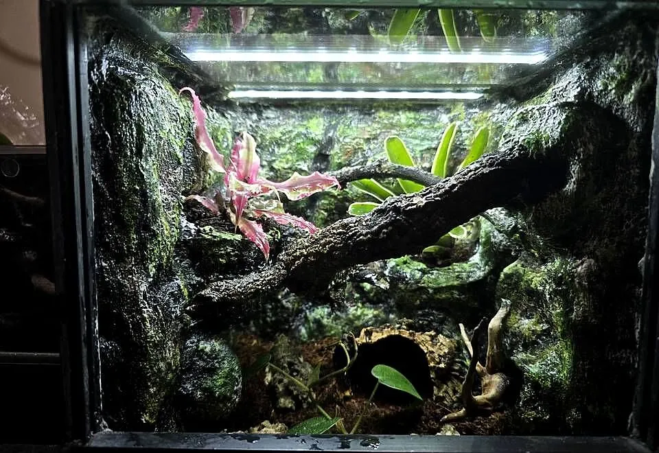 Terrarium tropikalne 25x25x25 dla ptasznika - jak w środowisku naturalnym!, Wielkopolskie, Ostrów Wielkopolski