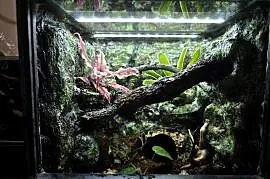 Terrarium tropikalne 25x25x25 dla ptasznika - jak w środowisku naturalnym!