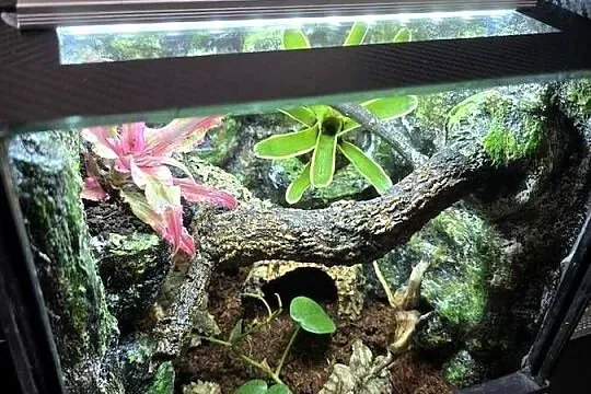 Terrarium tropikalne 25x25x25 dla ptasznika - jak w środowisku naturalnym!, Wielkopolskie, Ostrów Wielkopolski