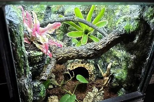 Terrarium tropikalne 25x25x25 dla ptasznika - jak w środowisku naturalnym!, Wielkopolskie, Ostrów Wielkopolski