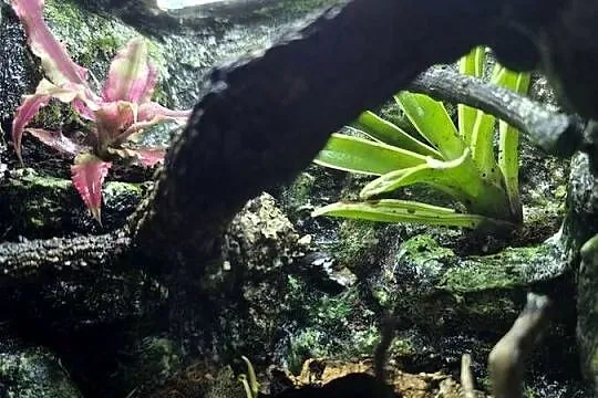 Terrarium tropikalne 25x25x25 dla ptasznika - jak w środowisku naturalnym!, Wielkopolskie, Ostrów Wielkopolski
