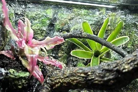 Terrarium tropikalne 25x25x25 dla ptasznika - jak w środowisku naturalnym!, Wielkopolskie, Ostrów Wielkopolski