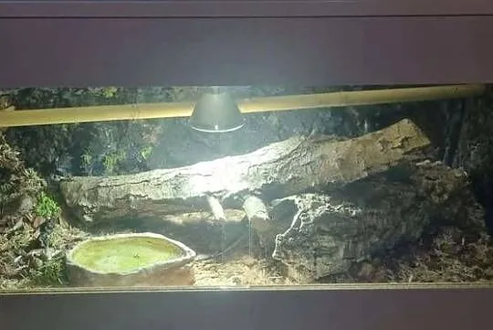 Pyton królewski regius z terrarium, Łódzkie, Łódź