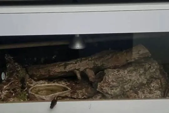 Pyton królewski regius z terrarium, Łódzkie, Łódź