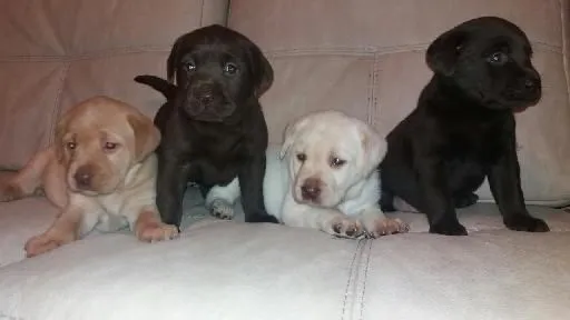 szczenięta labradorów do adopcji e-mail: {{{tamarabraine@gmail.com}},, Wielkopolskie, Poznań