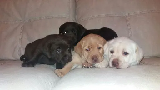 szczenięta labradorów do adopcji e-mail: {{{tamarabraine@gmail.com}},, Wielkopolskie, Poznań