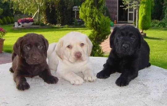 szczenięta labradorów do adopcji e-mail: {{{tamarabraine@gmail.com}},