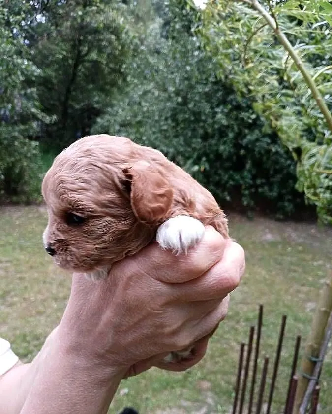 Maltipoo - piesek, Mazowieckie, Wyszków