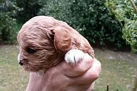 Maltipoo - piesek