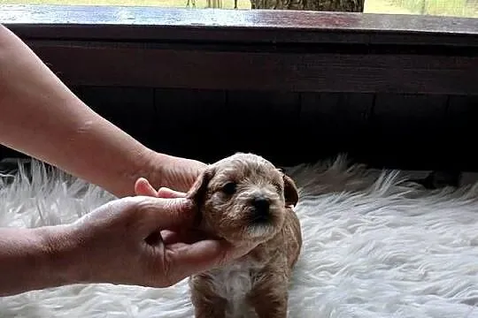 Maltipoo - piesek, Mazowieckie, Wyszków