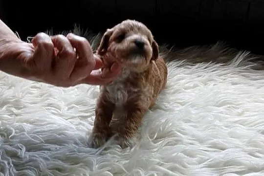 Maltipoo - piesek, Mazowieckie, Wyszków
