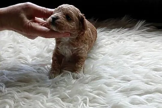 Maltipoo - piesek, Mazowieckie, Wyszków