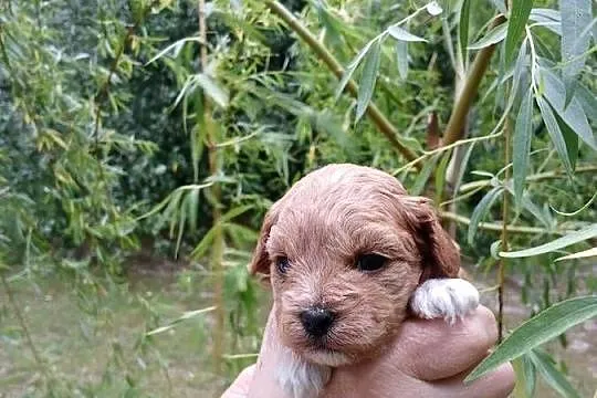 Maltipoo - piesek, Mazowieckie, Wyszków