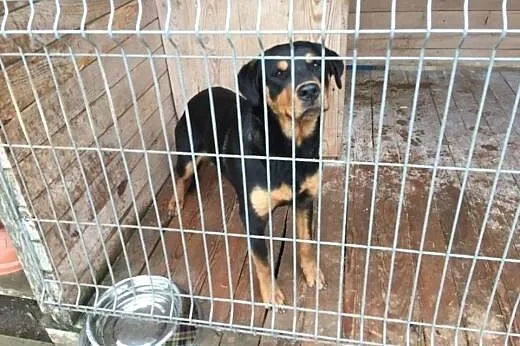 Meta w typie rottka czeka na kochający dom...,  po