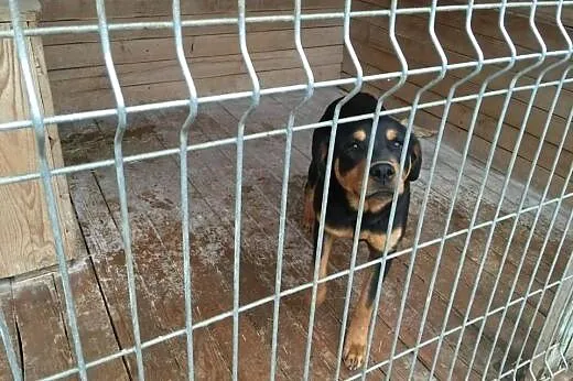 Meta w typie rottka czeka na kochający dom...,  po