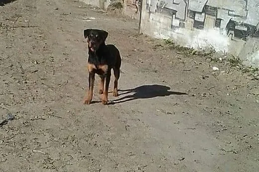 Meta w typie rottka czeka na kochający dom...,  po