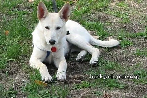 SUMMER- cudowny szczeniak mix husky do adopcji,  świętokrzyskie Kielce