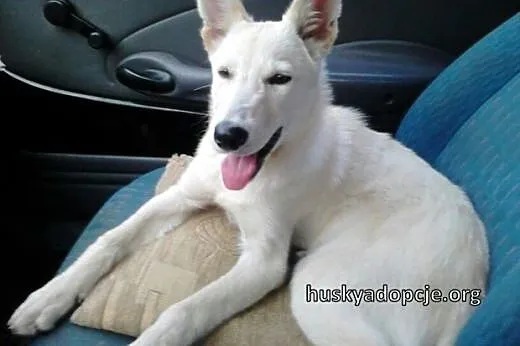 SUMMER- cudowny szczeniak mix husky do adopcji,  ś