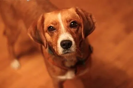 Wspaniała suczka MARY szuka domu!,  małopolskie Kraków