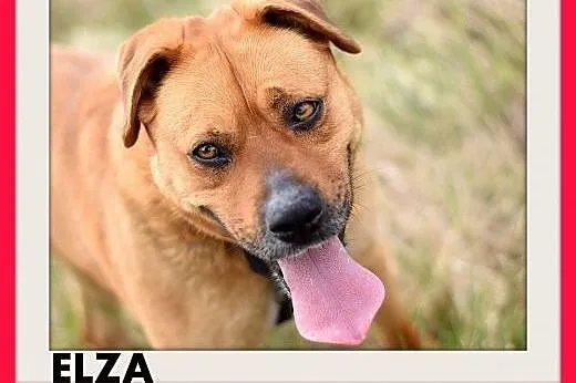 ELZA,średnia,łagodna,wesoła,towarzyska suczka.ADOPCJA,  dolnośląskie Wrocław