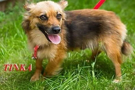 TINKA - malutka sunia szuka czlowieka, który ją pokocha,  małopolskie Nowy Sącz