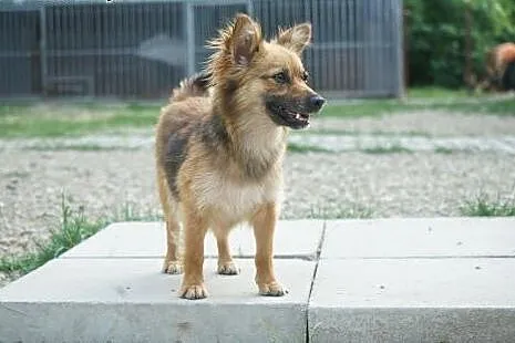 TINKA - malutka sunia szuka czlowieka, który ją po