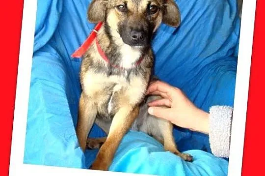 7 mies_ szczeniak, tulaśna, srednia sunia ŻUCZKA,łagodna,delikatna_Adopcja_