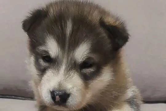 Alaskan Malamute suczka, szczeniak