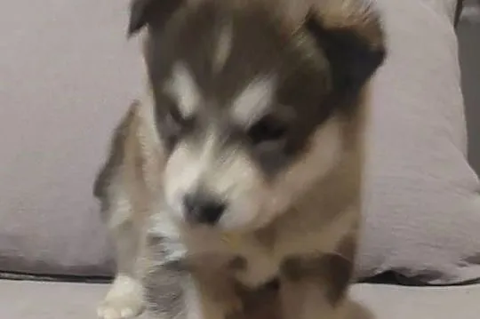 Alaskan Malamute suczka, szczeniak, Podkarpackie, Przemyśl