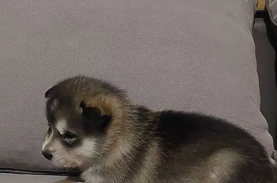 Alaskan Malamute suczka, szczeniak, Podkarpackie, Przemyśl
