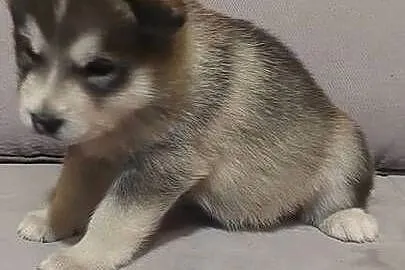 Alaskan Malamute suczka, szczeniak, Podkarpackie, Przemyśl