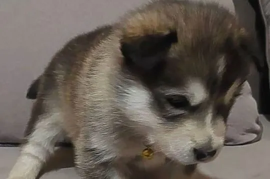 Alaskan Malamute suczka, szczeniak, Podkarpackie, Przemyśl