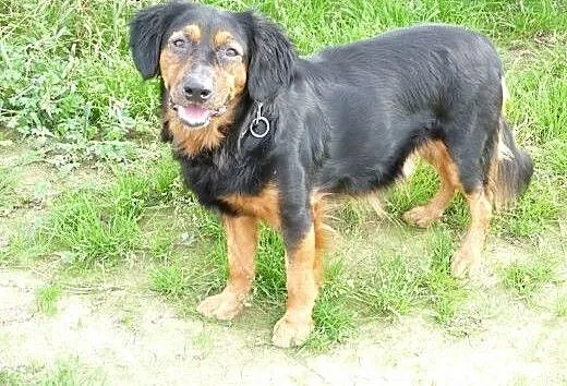 Aktywny gończy polski do adopcji!, wielkopolskie