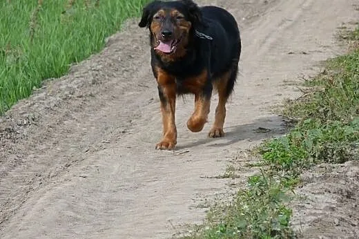 Aktywny gończy polski do adopcji!,  wielkopolskie 