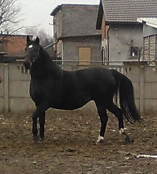 Zrebna Klacz Wielkopolska
