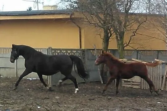 Zrebna Klacz Wielkopolska