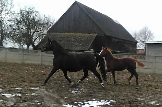 Zrebna Klacz Wielkopolska