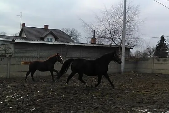 Zrebna Klacz Wielkopolska