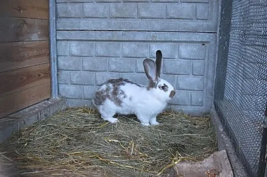 Pawie króliki papugi faliste