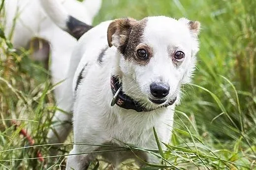 Buczer mały psiak szuka domu,  wielkopolskie Pozna