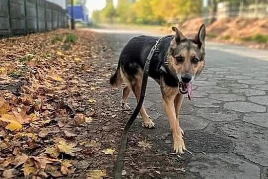 Kto pokocha Azalię?, Łódzkie, Tomaszów Mazowiecki