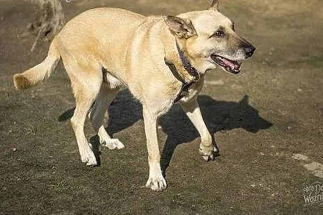 Pikolo wtypie Owczarka co nigdy domku niemiał :(:(,  mazowieckie Warszawa